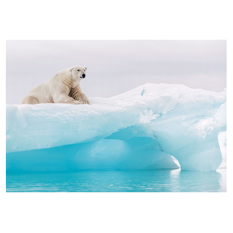 Papel Pintado Foto Oso Polar Ártico - Tamaño 368 X 254 Cm