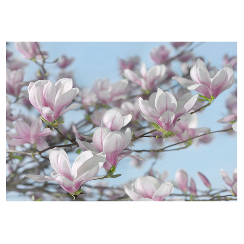 Papel Pintado Foto Magnolia - Tamaño 368 X 254 Cm