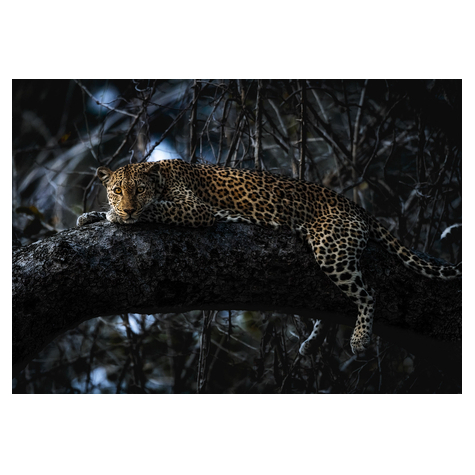 Papel Pintado Foto  - Panthera - Formato 400 X 280 Cm
