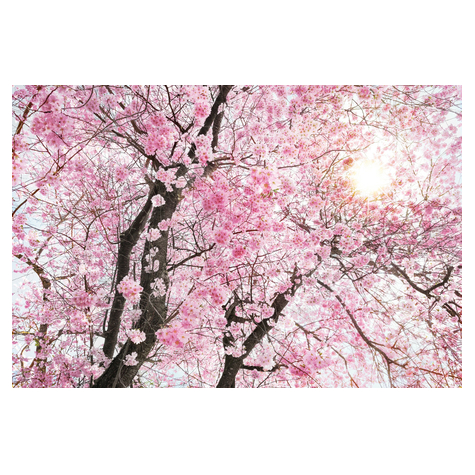 Papel Pintado Foto  - Bloom - Tamaño 400 X 260 Cm