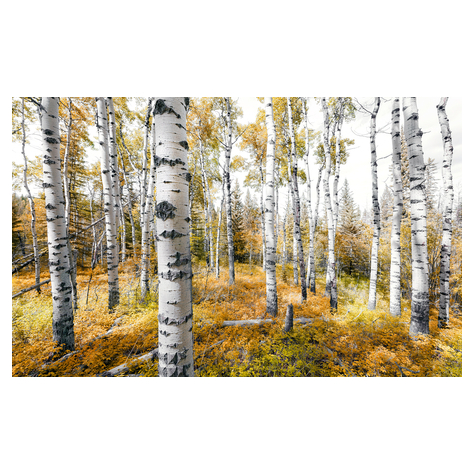 Papel Pintado Foto  - Aspenwoods De Colores - Tamaño 450 X 280 Cm