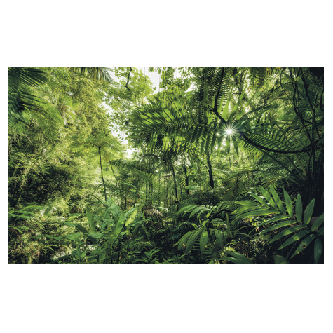 Papel Pintado Foto  - Into The Jungle - Tamaño 400 X 250 Cm
