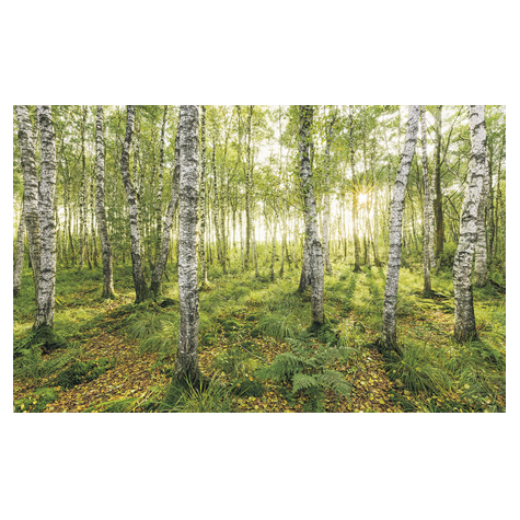 Non-Woven Wallpaper - Birch Trees - Size 400 X 250 Cm