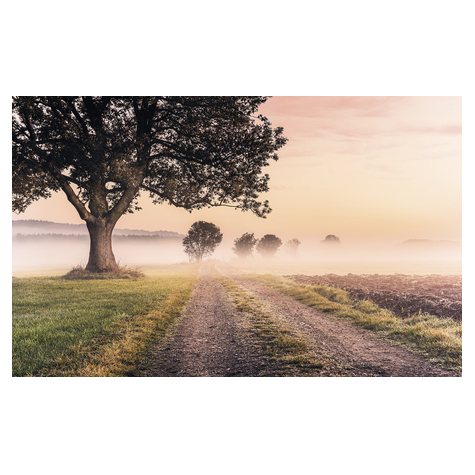 Papel Pintado Foto  - Misty Morning - Formato 400 X 250 Cm