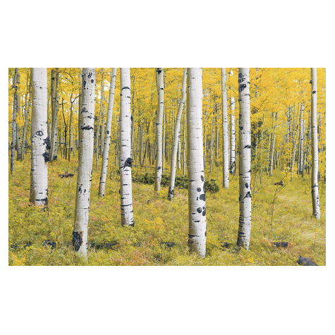 Papel Pintado Foto  - Orange Forest - Formato 400 X 250 Cm