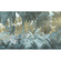 Papel Pintado Foto  - Misty Jungle - Formato 400 X 250 Cm