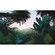 Papel Pintado Foto  - Jungle Morning - Formato 400 X 250 Cm