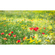 Papel Pintado Foto  - Meadow Magic Ii - Tamaño 450 X 280 Cm