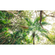 Papel Pintado Foto  - Touch The Jungle - Tamaño 450 X 280 Cm