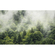 Papel Pintado Foto  - Forest Land - Formato 400 X 250 Cm